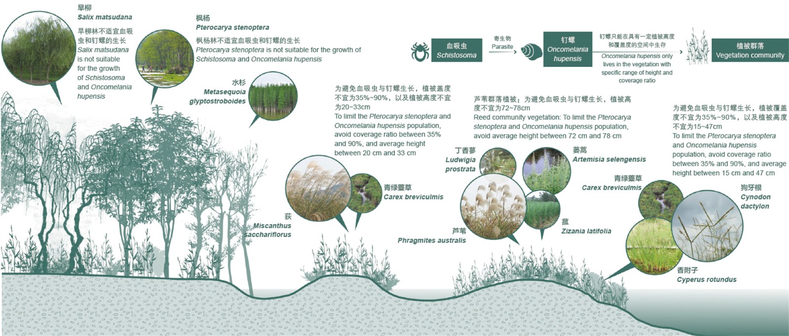 NbS最佳实践 武汉长江主轴滨水公园long8(图6)